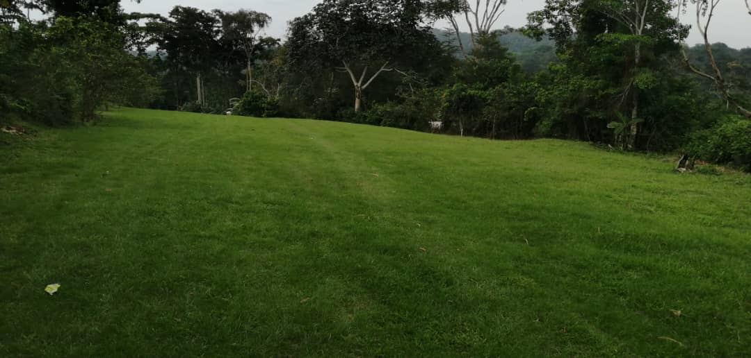 Fairway verdoyant